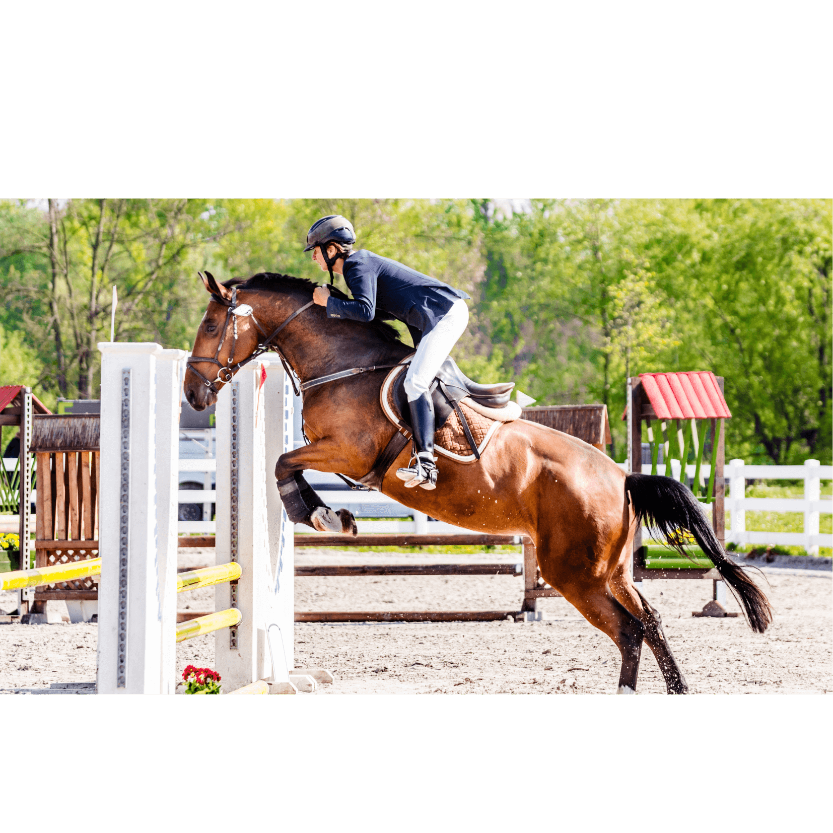 jeux olympiques cheval athlète compétition équitation